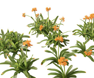 Clivia miniata - kaffir lily
