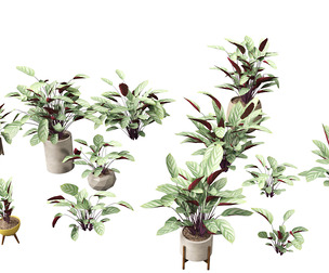 Ctenanthe setosa - Prayer plant