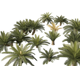 Cycas revoluta - Sago palm
