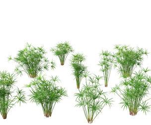 Cyperus alternifolius - Umbrella Sedge