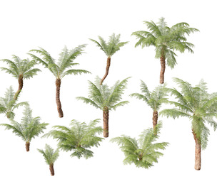 Dicksonia antarctica - Soft tree fern