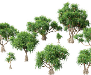 Pandanus tectorius - Screw pine