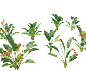 Strelitzia reginae - crane flower