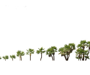Acoelorrhaphe wrightii - Everglades palm