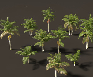 Archontophoenix alexandrae - Alexandra Palm 01