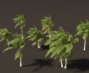 Archontophoenix alexandrae - Alexandra Palm 02