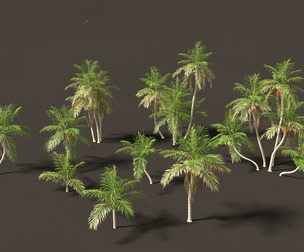 Bactris gasipaes - Peach Palm
