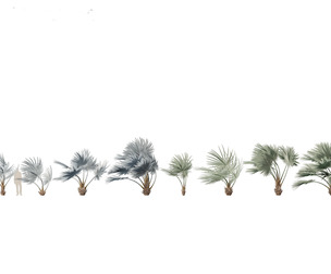 Bismarckia nobilis - Silver Bismarck Palm 02