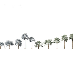 Bismarckia nobilis - Silver Bismarck Palm 03