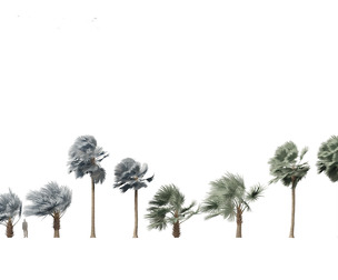 Bismarckia nobilis - Silver Bismarck Palm 04