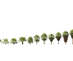 Brahea armata - Mexican blue palm 01