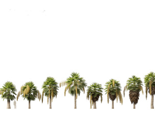 Brahea armata - Mexican blue palm 03