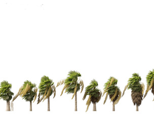 Brahea armata - Mexican blue palm 04