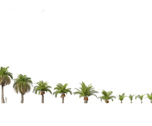 Butia capitata - jelly palm