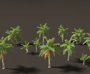 Caryota mitis - Fishtail Palm