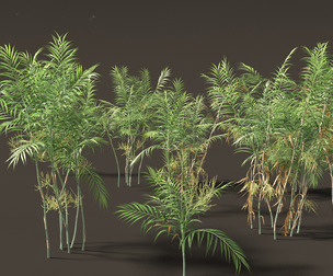 Chamaedorea elegans - Parlor palm