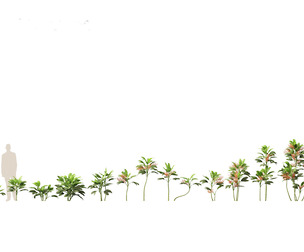 Chamaedorea metallica - Metallic Palm