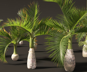 Hyophorbe lagenicaulis - Bottle Palm 01