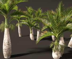 Hyophorbe lagenicaulis - Bottle Palm 02
