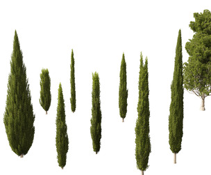 Cupressus sempervirens - Italian cypress