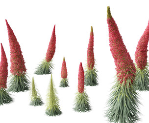 Echium wildpretii - Tower of jewels