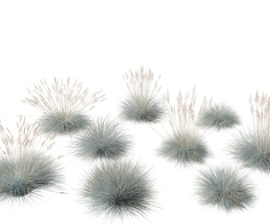Festuca glauca - Blue fescue