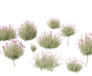 Lavandula stoechas - French lavender