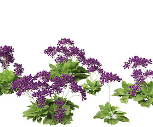 Limonium perezii - Sea lavender