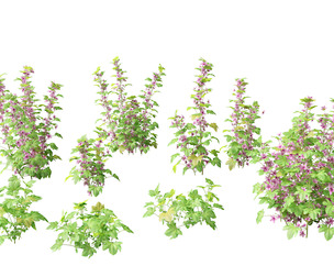 Malva sylvestris - Common mallow