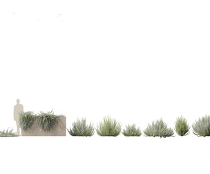 Rosmarinus officinalis - Rosemary