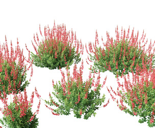 Salvia greggii - Autumn sage