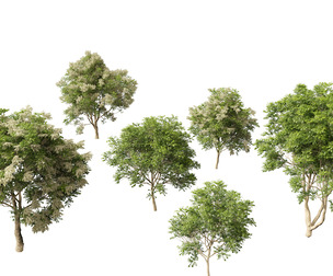Fraxinus griffithii - Griffiths Ash