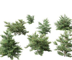 Ilex pedunculosa - Longstalk Holly