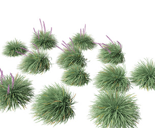 Ophiopogon japonicus - Mondo grass