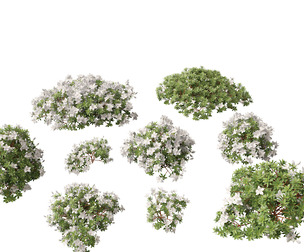 Rhododendron Hino White - Hino-white azalea