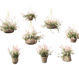 Trachelospermum asiaticum Hatsuyukikazura