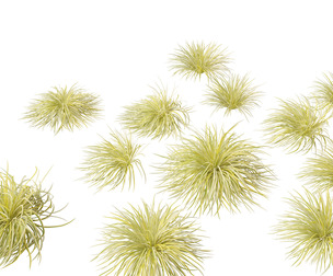 Acorus gramineus - Grassy-leaved sweet flag