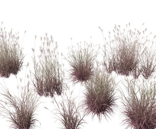 Andropogon gerardii - Big bluestem grass 01