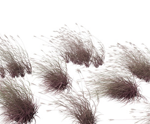 Andropogon gerardii - Big bluestem grass 02