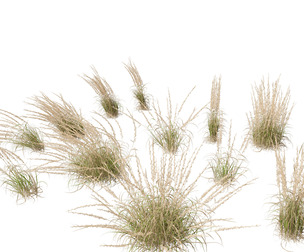 Andropogon virginicus - Broomsedge