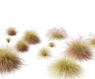 Anemanthele lessoniana - New zealand wind grass 01