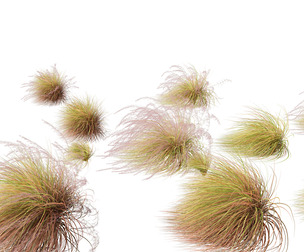 Anemanthele lessoniana - New zealand wind grass 02