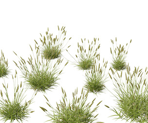 Anthoxanthum odoratum - Sweet vernal grass