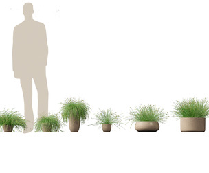 Isolepis cernua - Slender Club-rush
