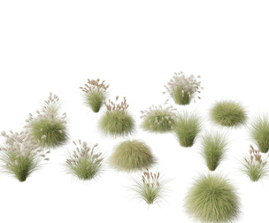 Miscanthus sinensis Gracillimus
