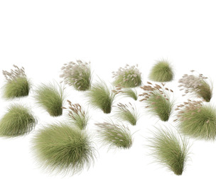 Miscanthus sinensis Gracillimus 02