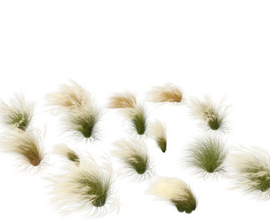 Nassella tenuissima - Mexican feather grass 01