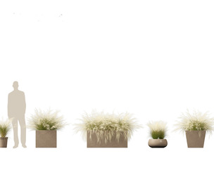 Nassella tenuissima - Mexican feather grass 03
