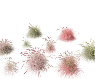 Pennisetum setaceum Cherry Sparkler 01