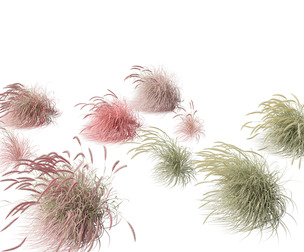 Pennisetum setaceum Cherry Sparkler 02